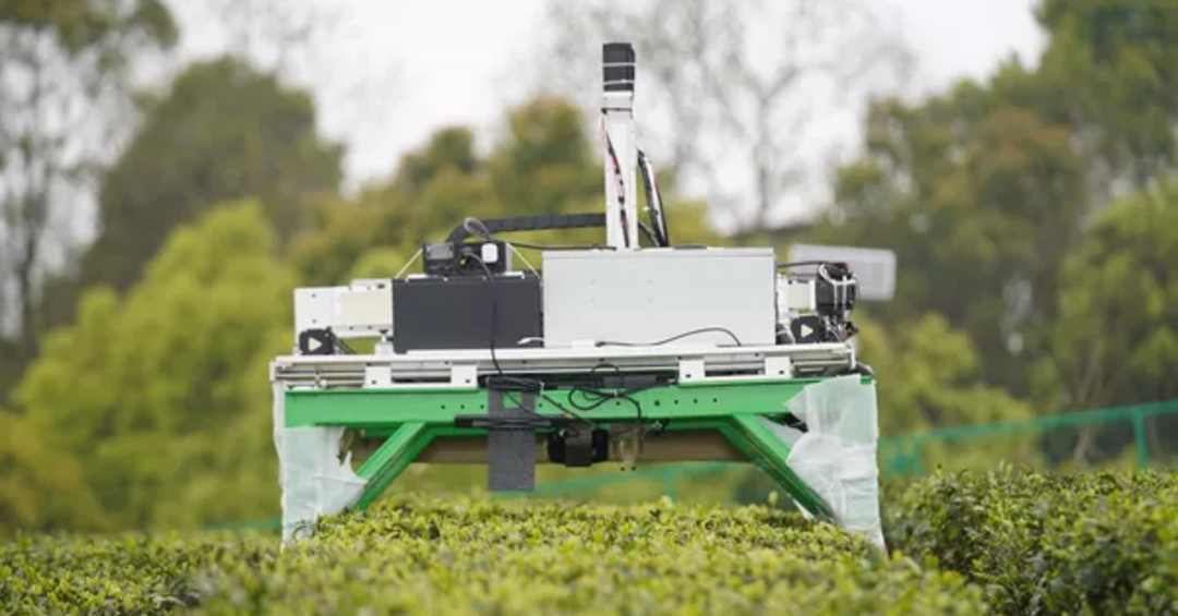 Робот-сборщик чая работает на плантации, автоматизируя сбор листьев